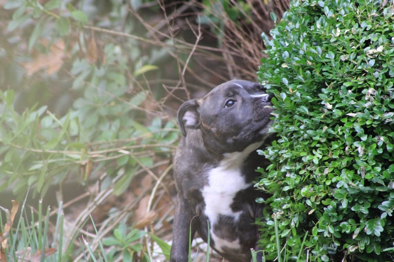 Manorview Staffords, Staffordshire Bull Terriers, Manorville, New York
